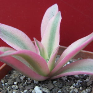 Crassula     Campfire   variegata