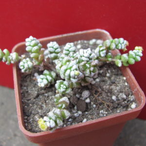 Crassula    coralina