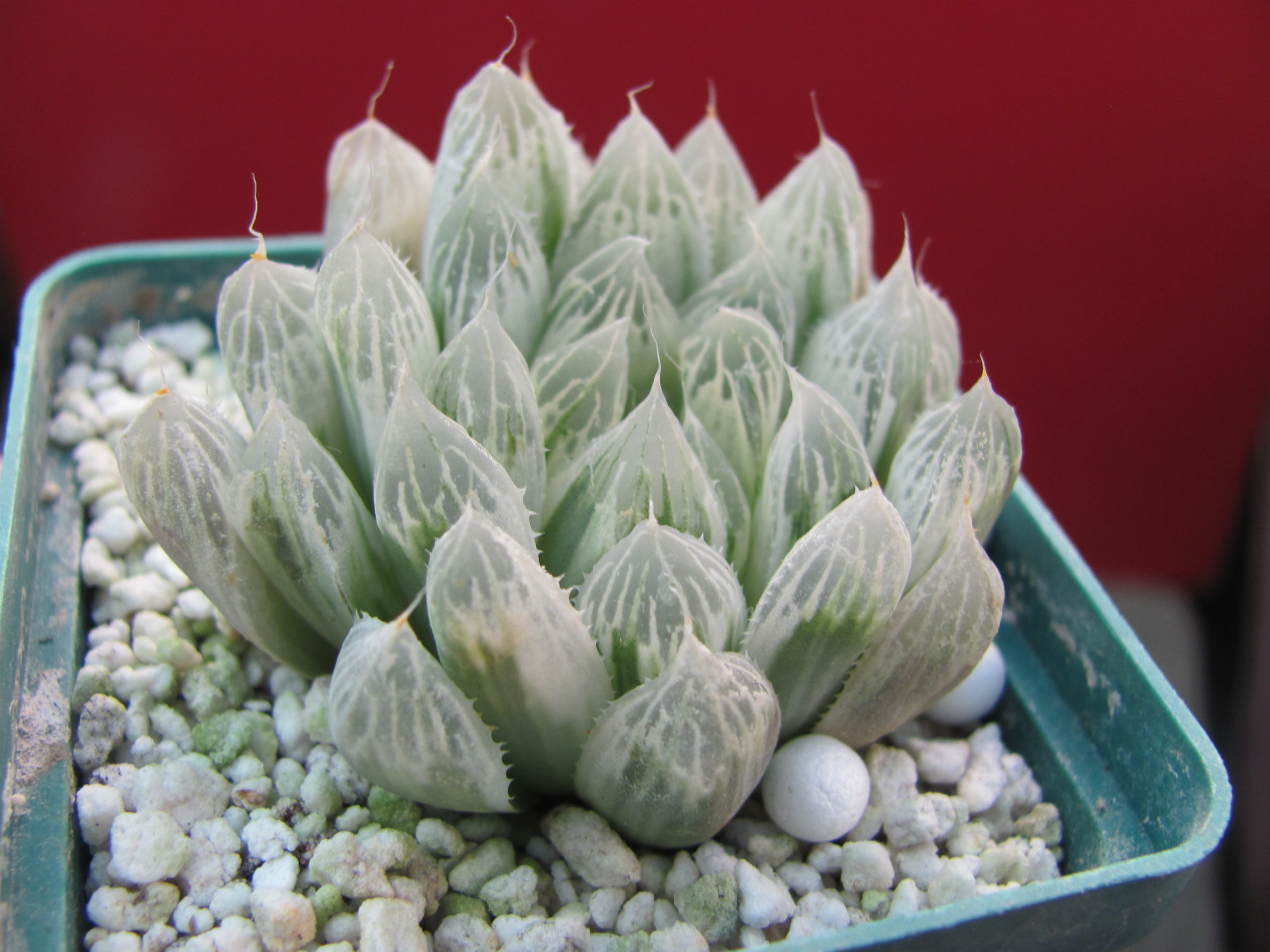 Haworthia     cooperi   variegata