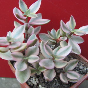 Crassula   volkensii   variegata
