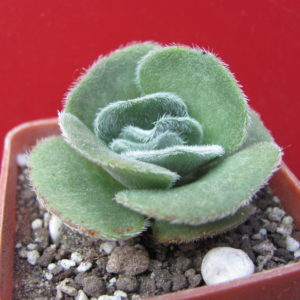 Crassula   tomentosa