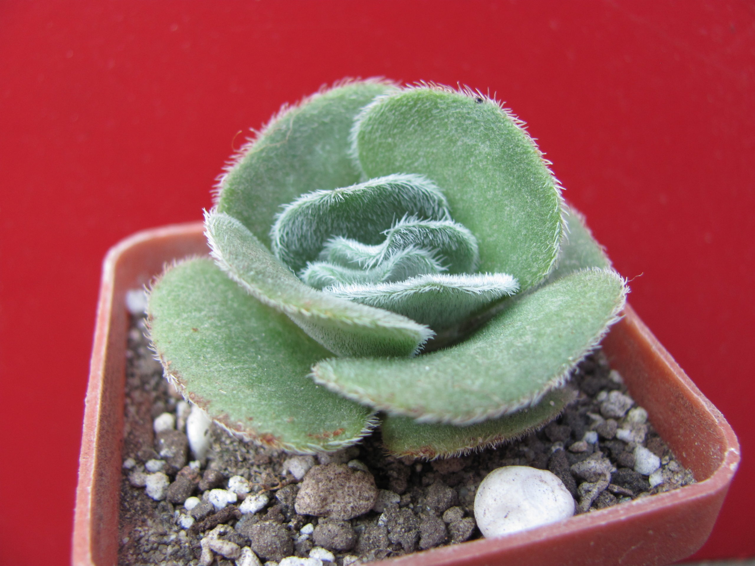 Crassula   tomentosa