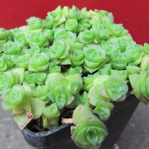 Crassula     socialis
