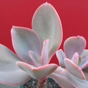Echeveria     gibiflora