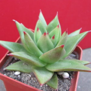 Echeveria    agavoides    *Lipstik*