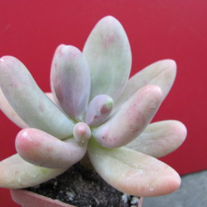 Pachyphytum     *Capitan   Jessop*
