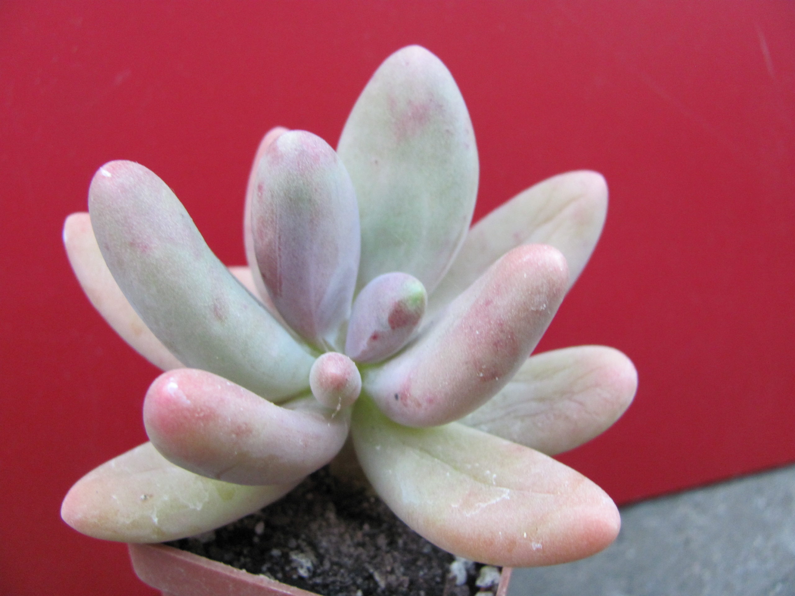 Pachyphytum     *Capitan   Jessop*