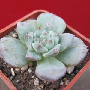 Echeveria    Blue    Bird    variegata