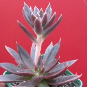 Echeveria     serrana