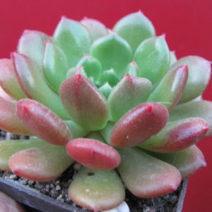 Echeveria      Fantasia    Carol