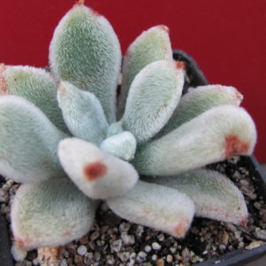 Echeveria     leucantha