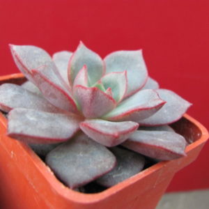 Echeveria     purpusorum    hybr.     *Blue*
