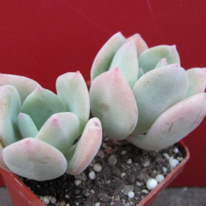 Echeveria     pulvinata    hybr.