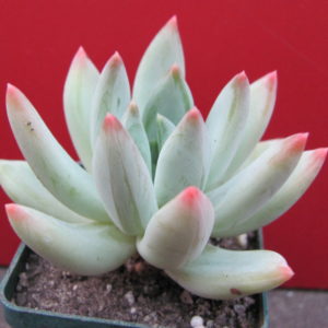 Echeveria    hookeri