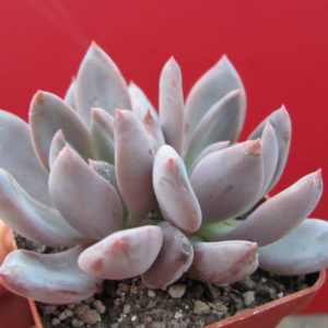 Echeveria    Brumes