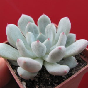 Echeveria    Viant