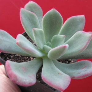 Echeveria    pulvinata   Ruby    hybr.