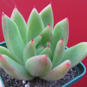 Echeveria     Miranda