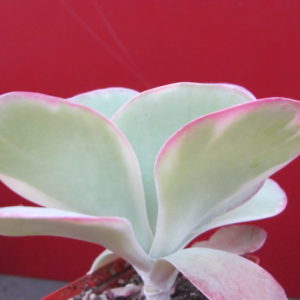 Kalanchoe    thyrsiflora    variegata