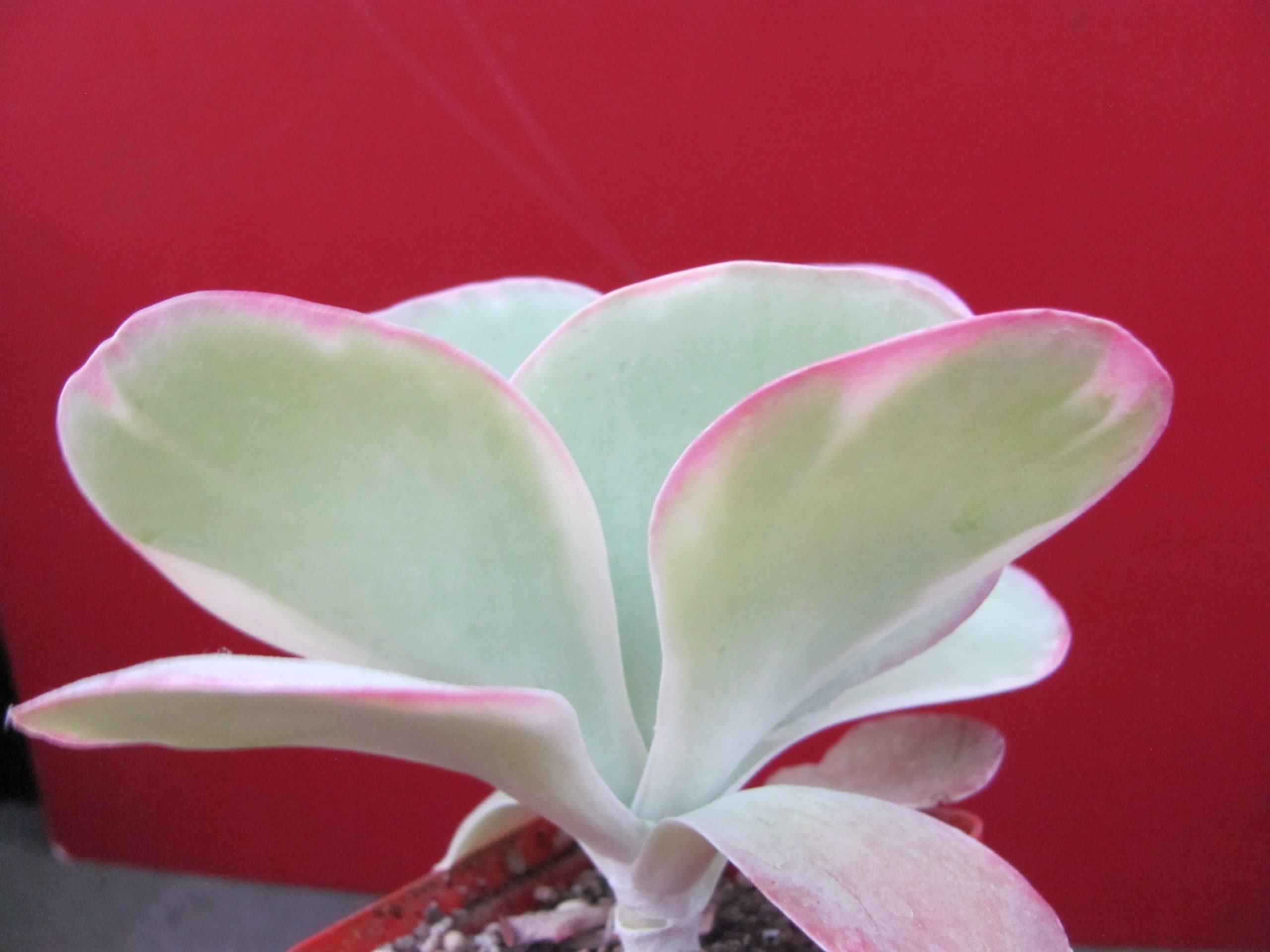 Kalanchoe thyrsiflora variegata
