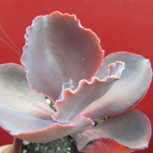 Echeveria    Bittersweet