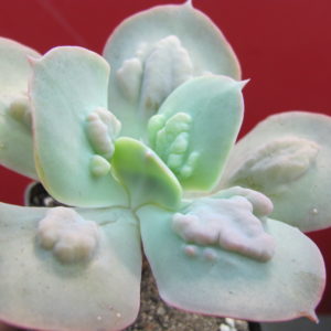 Echeveria    Paul   Bunyan