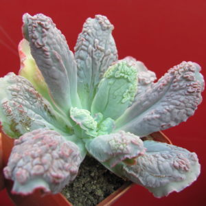 Echeveria    Linguas