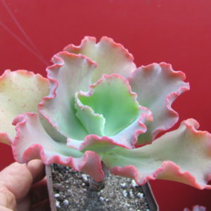 Echeveria    Aguarius   Red