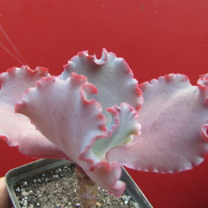 Echeveria    Silveron   Red