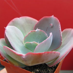Echeveria     Raggamuffin