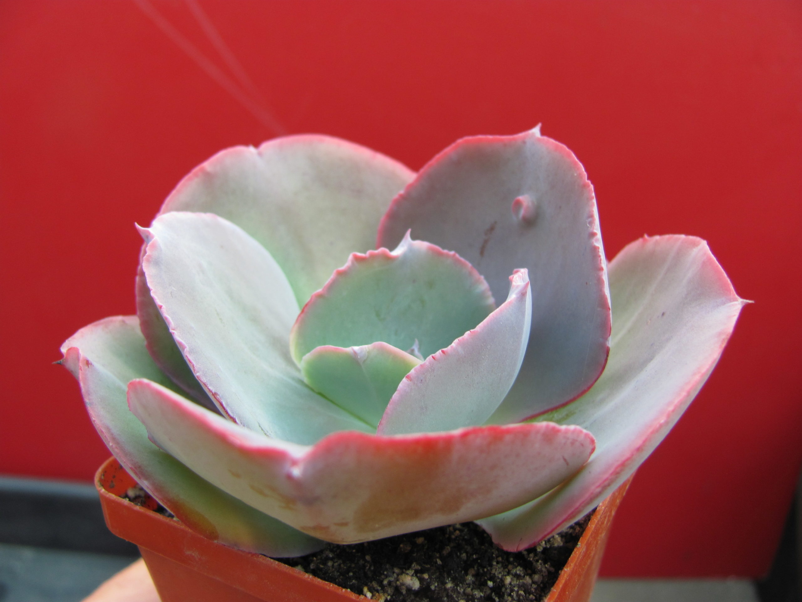 Echeveria Raggamuffin