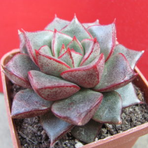 Echeveria    purpusorum    Red
