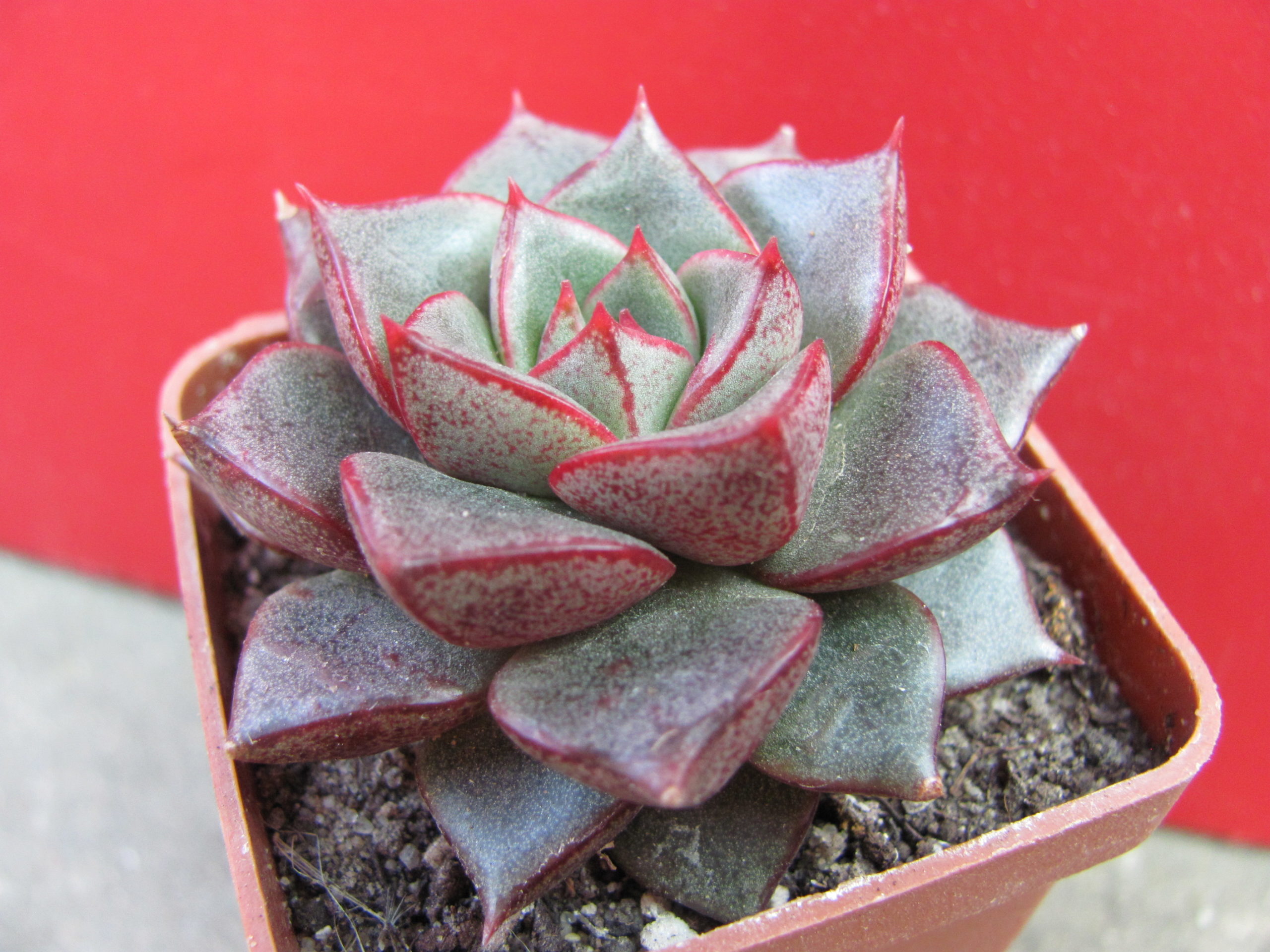 Echeveria purpusorum Red