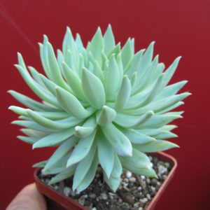 Dudleya    farinosa