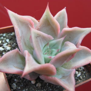 Echeveria    Madiba