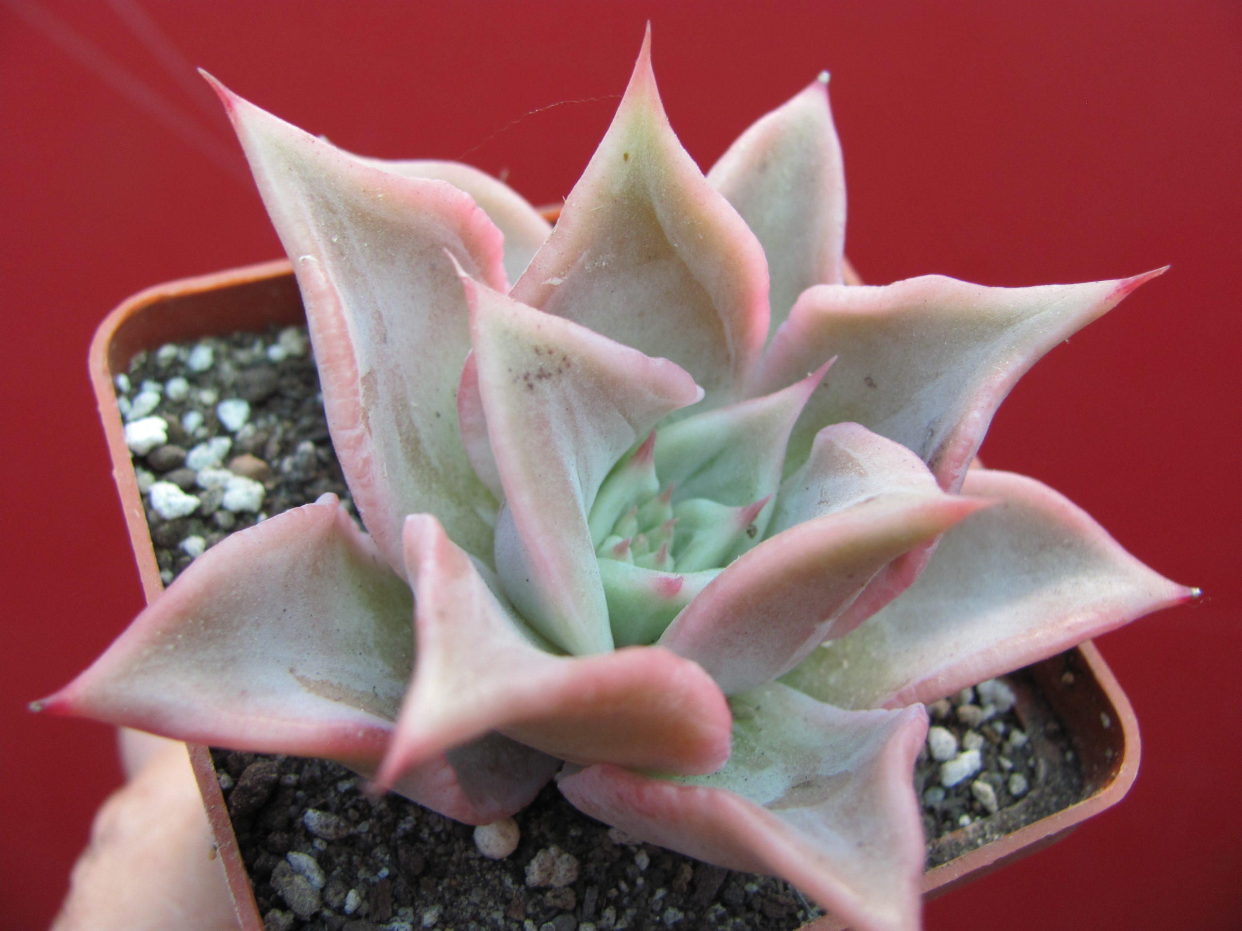 Echeveria Madiba