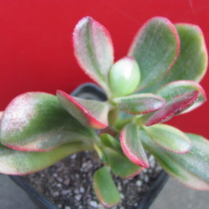 Crassula     Hummels   Sunset    variegata