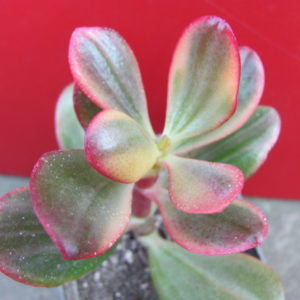 Crassula    Hummels   Sunset   variegata