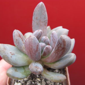 Pachyveria   fittkaui
