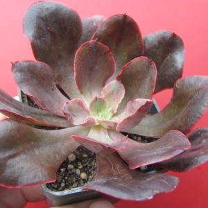 Echeveria     Red   Prince