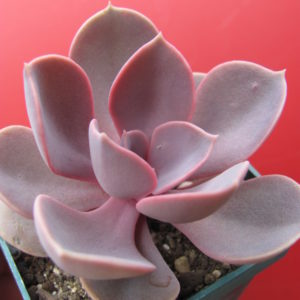 Echeveria     Purple   Pearl