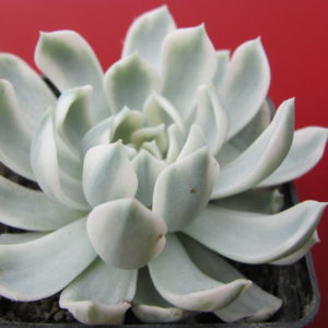 Echeveria      *Royal  Chrysanthemum*   variegata
