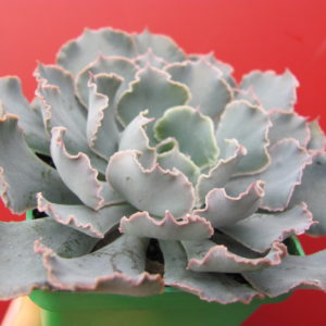 Echeveria    shaviana   hybr.