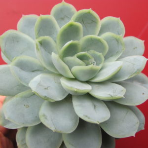 Echeveria    Snow   Ball