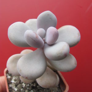 Pachyphytum   Pink