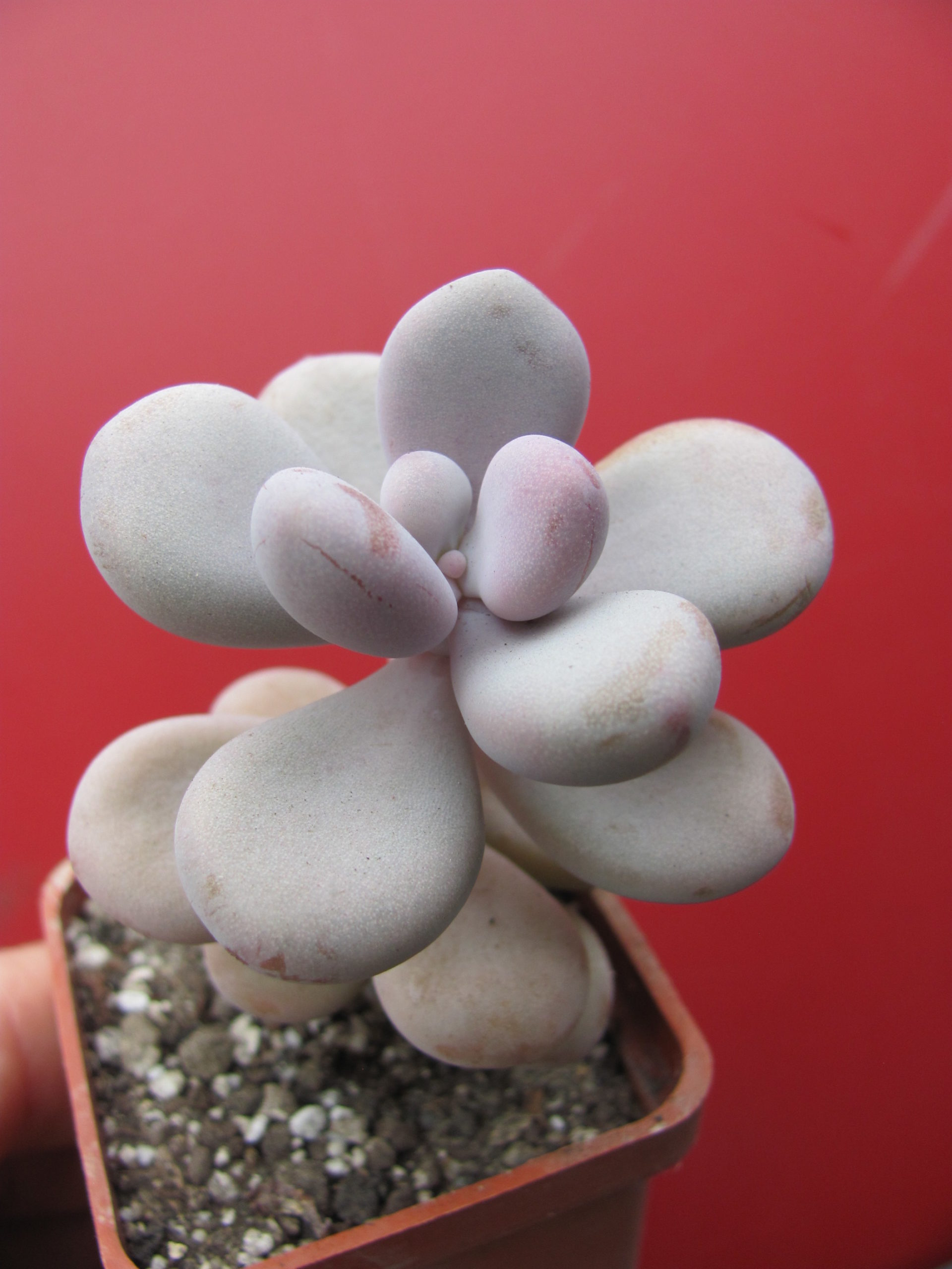 Pachyphytum Pink