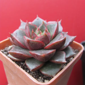 Echeveria    purpusorum    Red