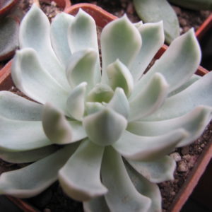 Echeveria      *Royal   Chrysanthemum*   variegata