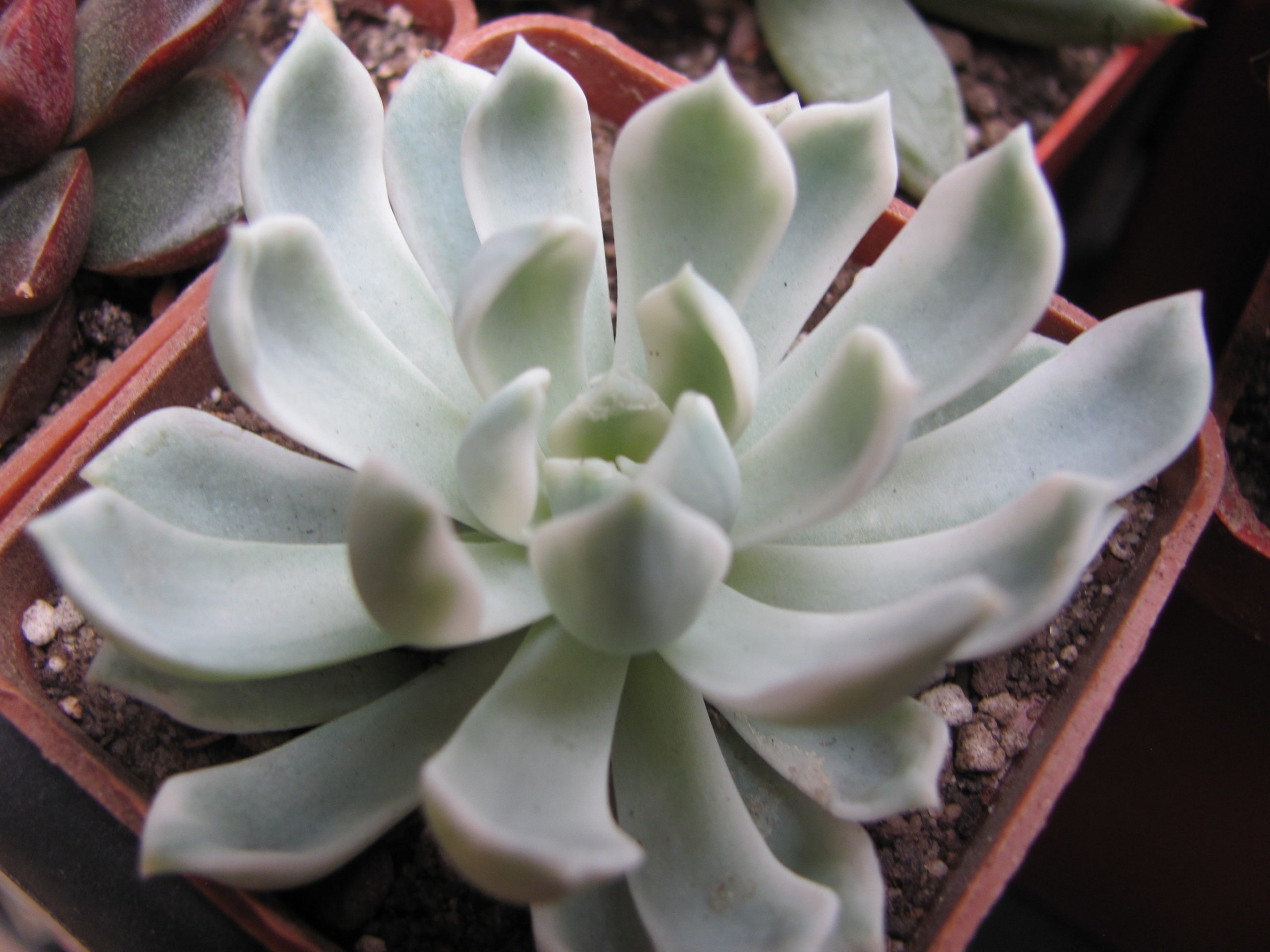 Echeveria *Royal Chrysanthemum* variegata