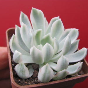 Echeveria     *Royal    Chrysanthemum*   variegata